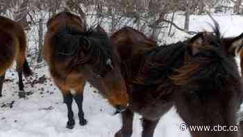 Woman whose horses starved near North Battleford, Sask., prohibited from having animals for life