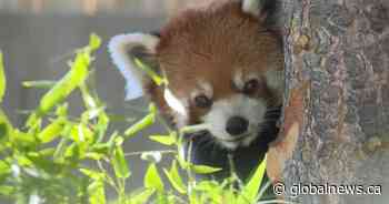 New Asia Highlands exhibit, with some new species, opens at the Calgary Zoo