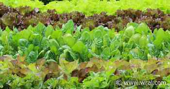Cyclospora source still unknown in North Carolina despite Michigan lettuce lead