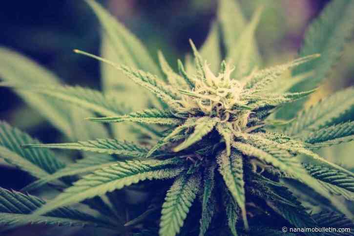 $8M worth of illicit cannabis seized in four separate enforcement actions in B.C.