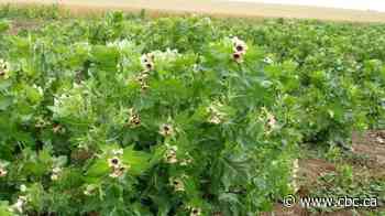 Meet Black Henbane, the highly toxic plant spreading around Lake Diefenbaker
