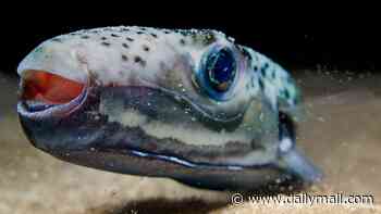 Coming to a Mediterranean beach near you this summer... the DEADLY pufferfish with razor-sharp teeth that carries the world's most lethal poison