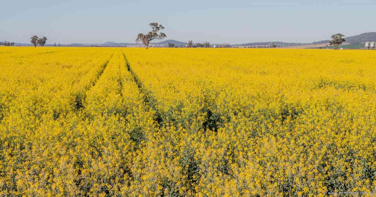 Beyond the tonnes: what China's canola move really means for Aussie farmers