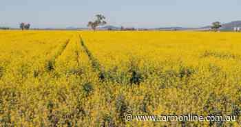Beyond the tonnes: what China's canola move really means for Aussie farmers