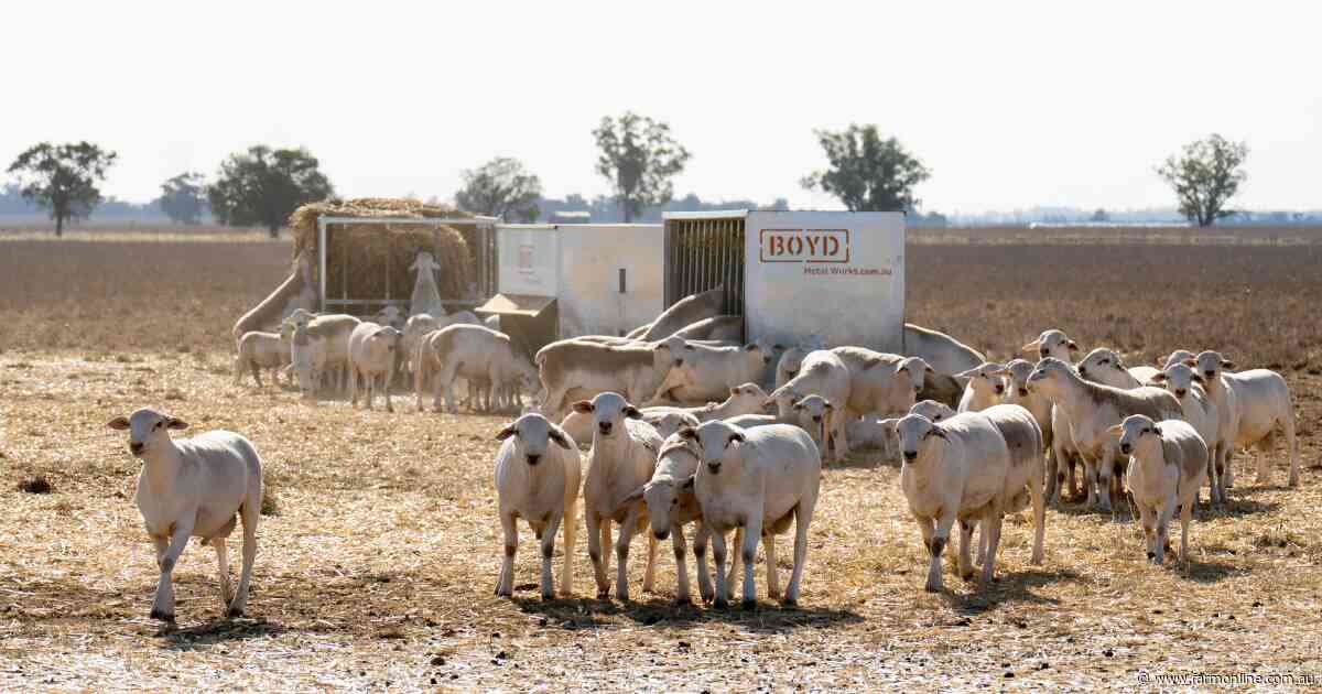 What the latest sheep and lamb slaughter data reveals about supply pressure