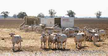 What the latest sheep and lamb slaughter data reveals about supply pressure