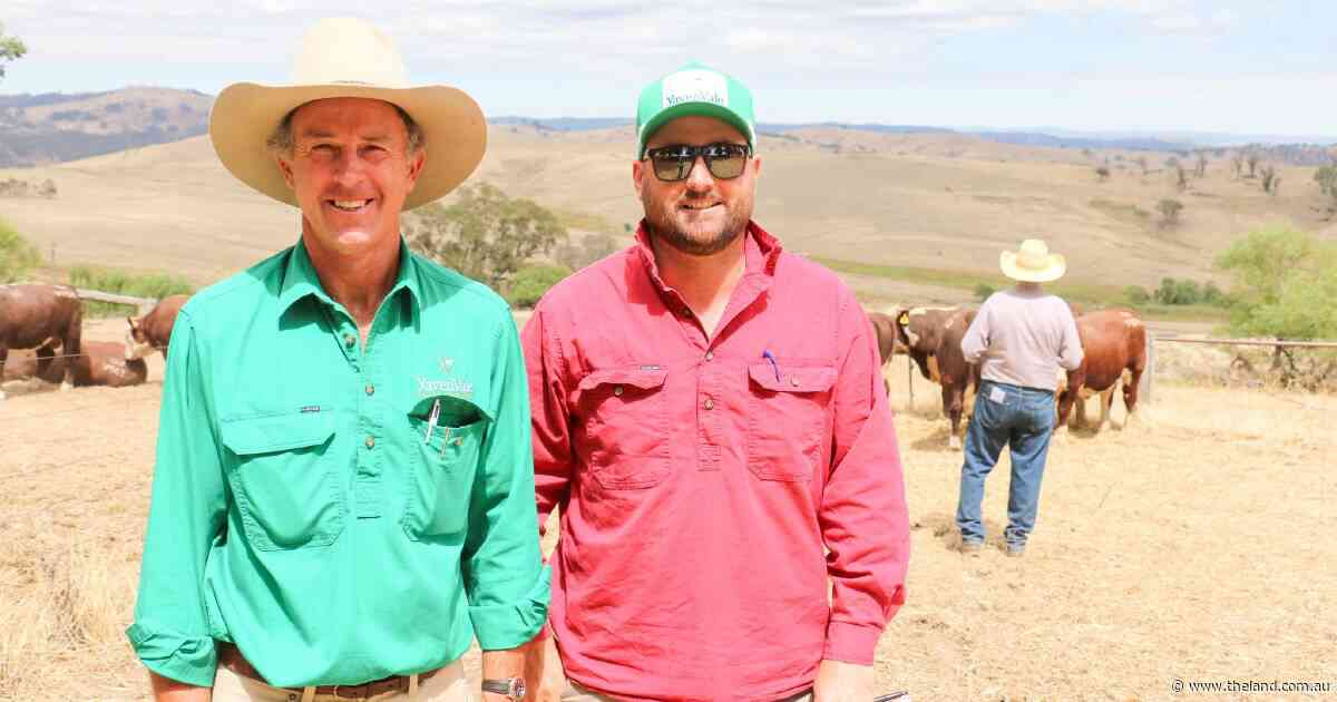 Top genetics on show: plan your trip for The Land Southern Beef Week