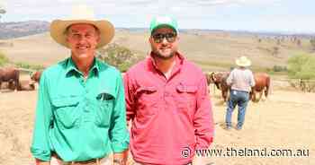Top genetics on show: plan your trip for The Land Southern Beef Week