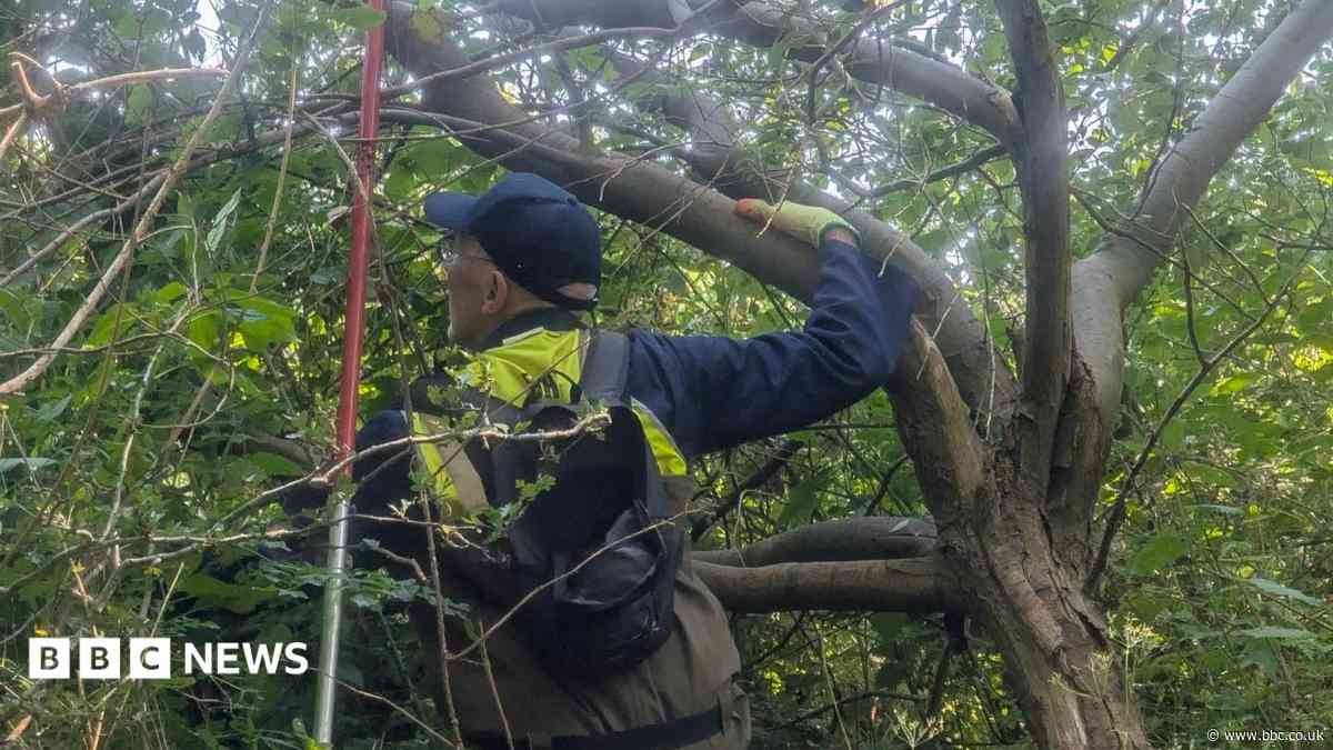 Volunteers wade through river to battle weeds
