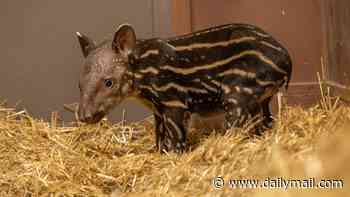 UK zoo welcomes new rare baby... do YOU know what this striped calf is?