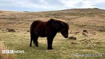 Dartmoor ponies given new protection after cull fears