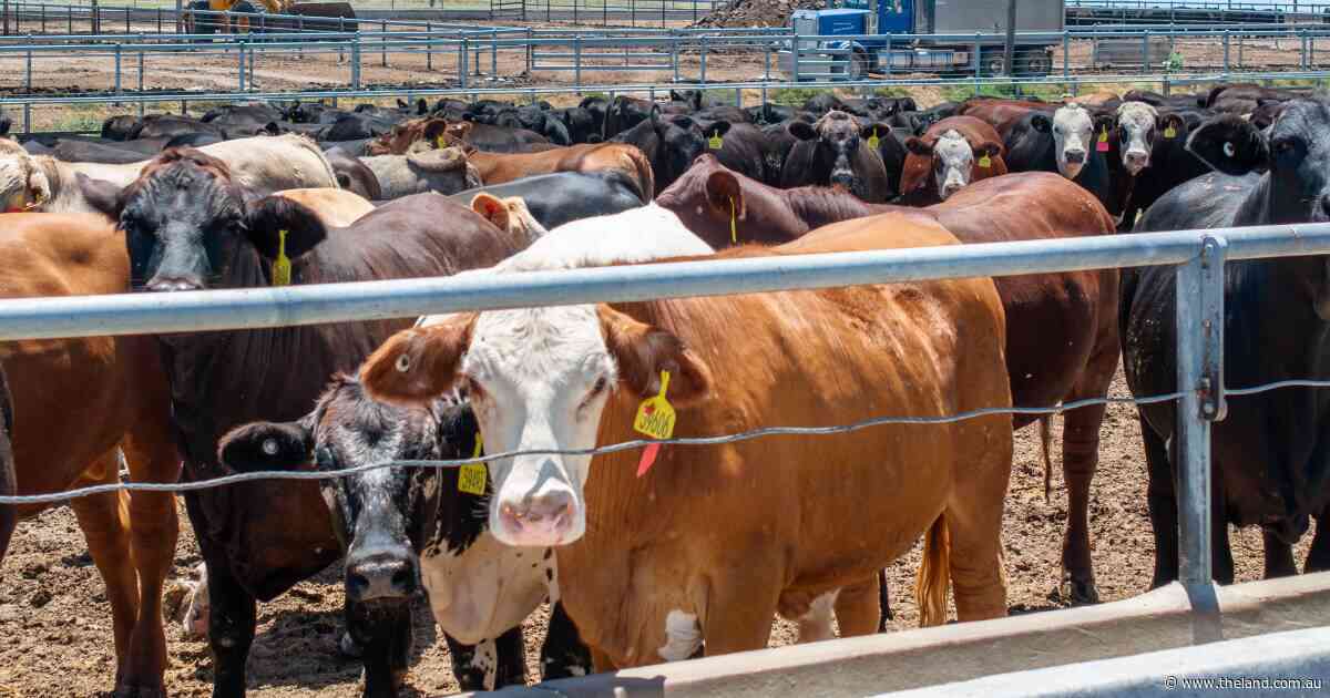 Crunching the numbers: Angus still king as NSW prime lambs gain ground