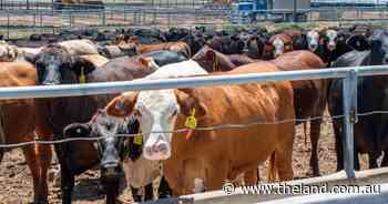 Crunching the numbers: Angus still king as NSW prime lambs gain ground