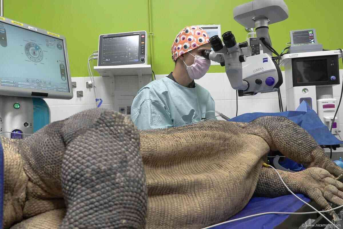 Il opère un dragon de Komodo d’une cataracte : ce vétérinaire varois raconte cette intervention « lunaire » qui est une première en France