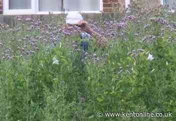 ‘Our vet bills are astronomical’: Dog owners' grass seed fury as park ‘left to grow wild’