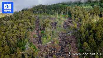 Calls for end to old-growth logging but environmental groups want more