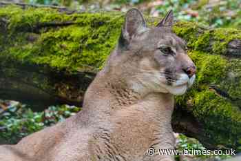 Experts Warn Hikers After Man Stalked by Mountain Lion Saved Only by Handgun Warning Shots