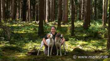 Auf Käferjagd im Forst: Spürhunde suchen Wald nach Schädlingen ab – „Das ist irre schwer“