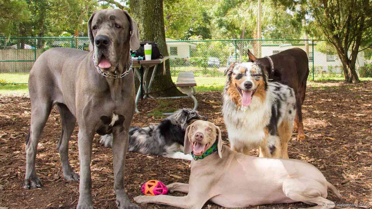 'I'm a dog expert and three breeds are in real danger during the heatwave'