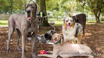 'I'm a dog expert and three breeds are in real danger during the heatwave'