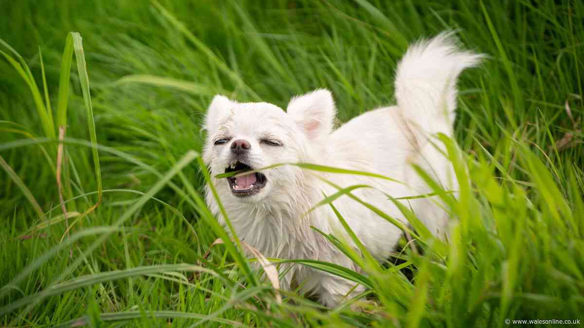 'I'm a dog trainer and when your pet eats grass it isn't always to make themselves sick'