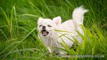 'I'm a dog trainer and when your pet eats grass it isn't always to make themselves sick'