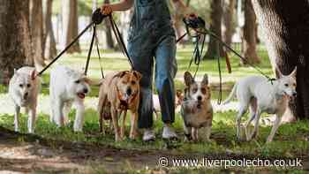 Two types of dogs will really struggle in heatwave, warns expert