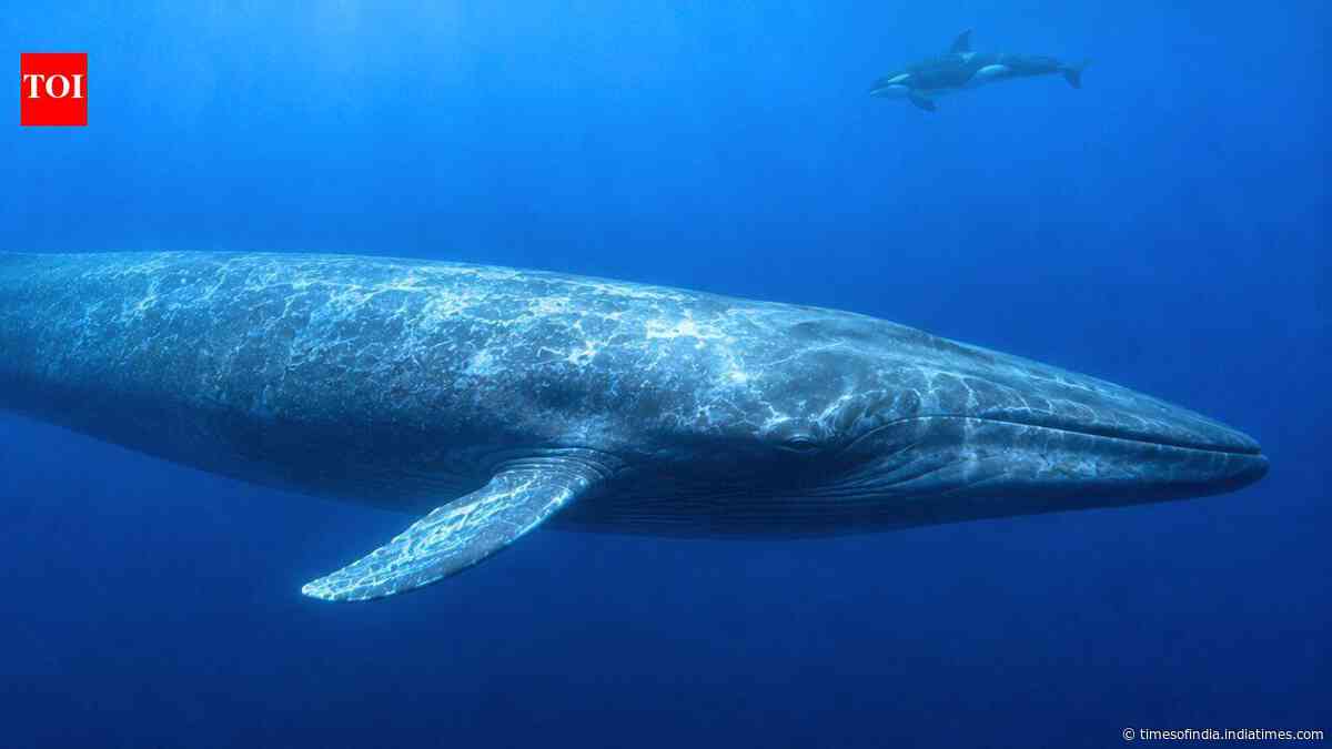 Scientists have finally explained why killer whales struggle to hear blue whales, and the answer may have helped the giants survive for millions of years