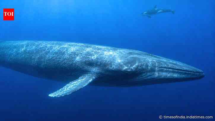 Scientists have finally explained why killer whales struggle to hear blue whales, and the answer may have helped the giants survive for millions of years