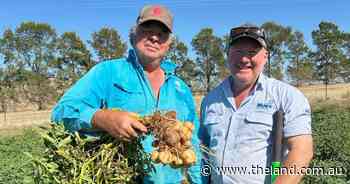 'Major reset': vines ripped out as historic low vintage signals new reality