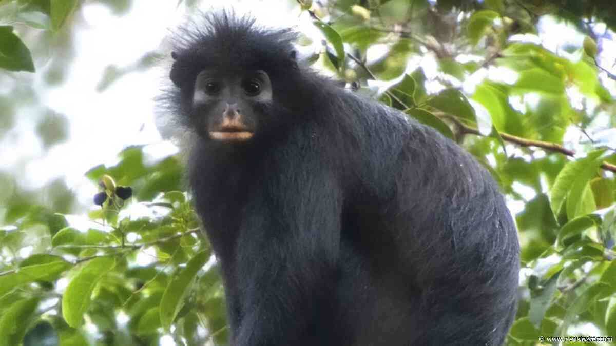 Nieuwe apensoort met oranje lippen ontdekt in regenwoud van DR Congo