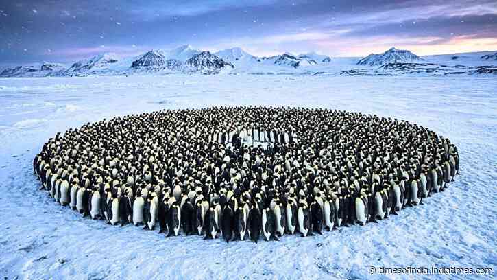 Emperor penguins survive Antarctica's brutal winters by huddling together, but a maths study reveals the hidden system behind their remarkable teamwork