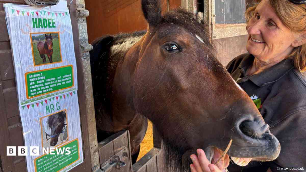 Abandoned horse to compete at Great Yorkshire Show