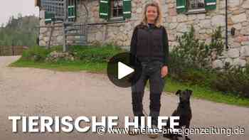 Bettwanzen werden zum Problem auf den Hütten! Spürhund Linus schafft Abhilfe