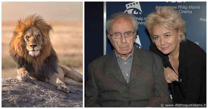 “Mio marito Michelangelo Antonioni si è reincarnato in un leone, l’ho ritrovato in Maremma. L’ho chiamato Mihal, ha lo stesso sguardo magnetico: parliamo con gli occhi come ho fatto per 22 anni con lui dopo l’ictus”