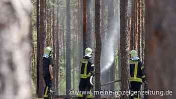 Tipps gegen Waldbrände – was im Sommer im Wald tabu ist
