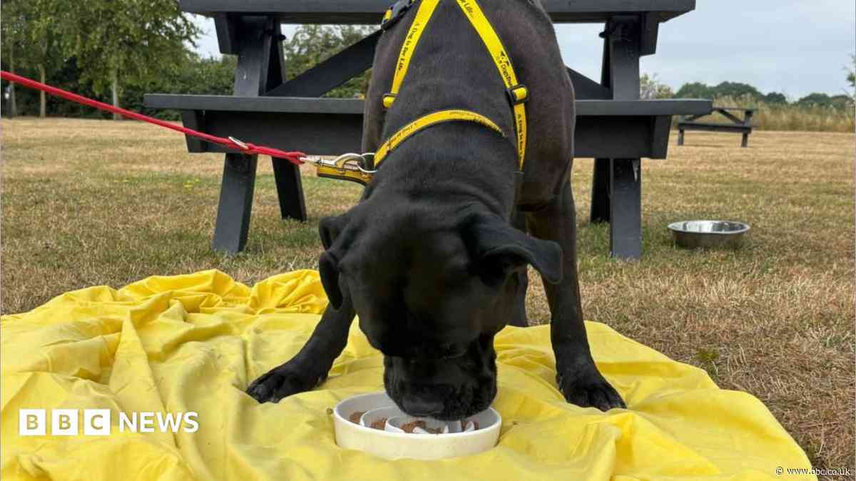 'Keeping 87 dogs cool from the heat is a challenge'