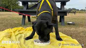 'Keeping 87 dogs cool from the heat is a challenge'