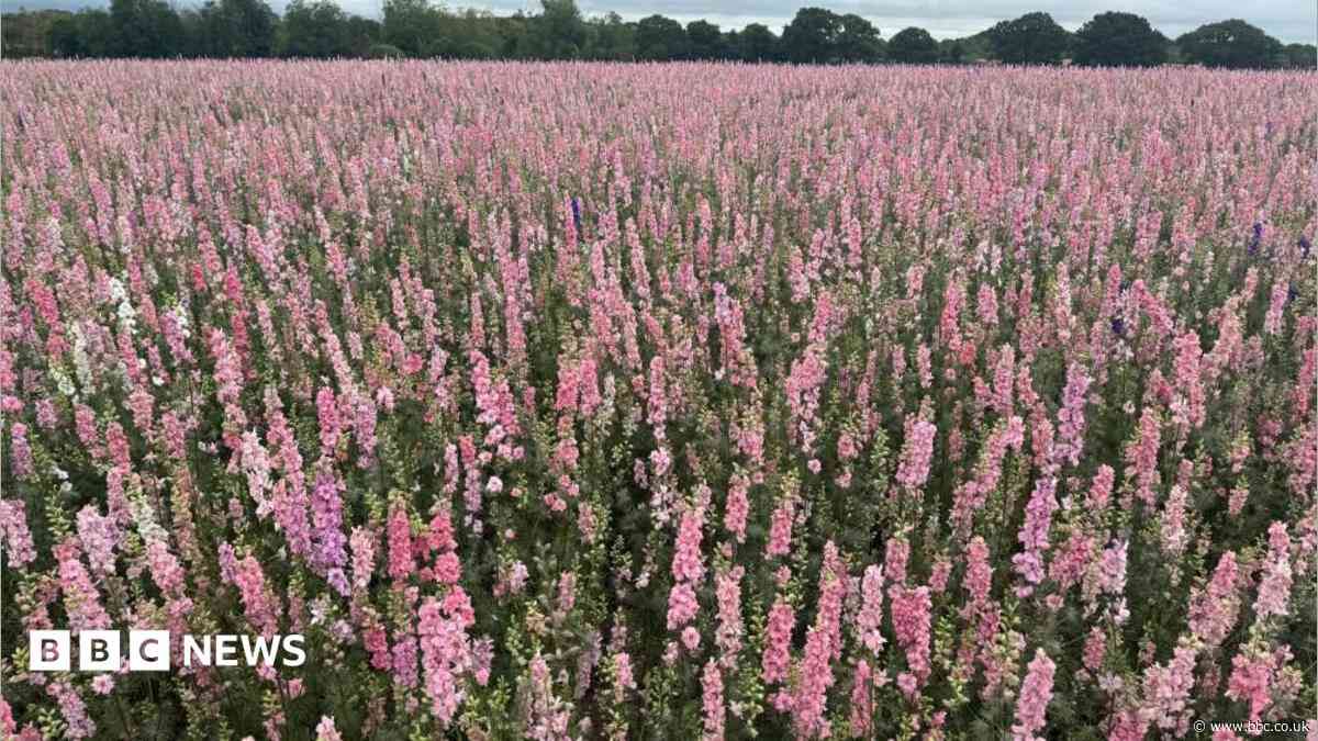 Fewer flowers warning due to extreme weather
