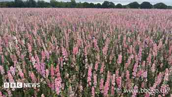Fewer flowers warning due to extreme weather
