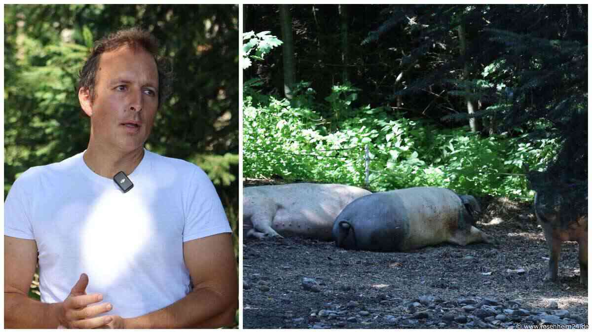 Pionierarbeit in Halfing – Warum Landwirt Rupert Stäbler seine Schweine in den Wald schickt