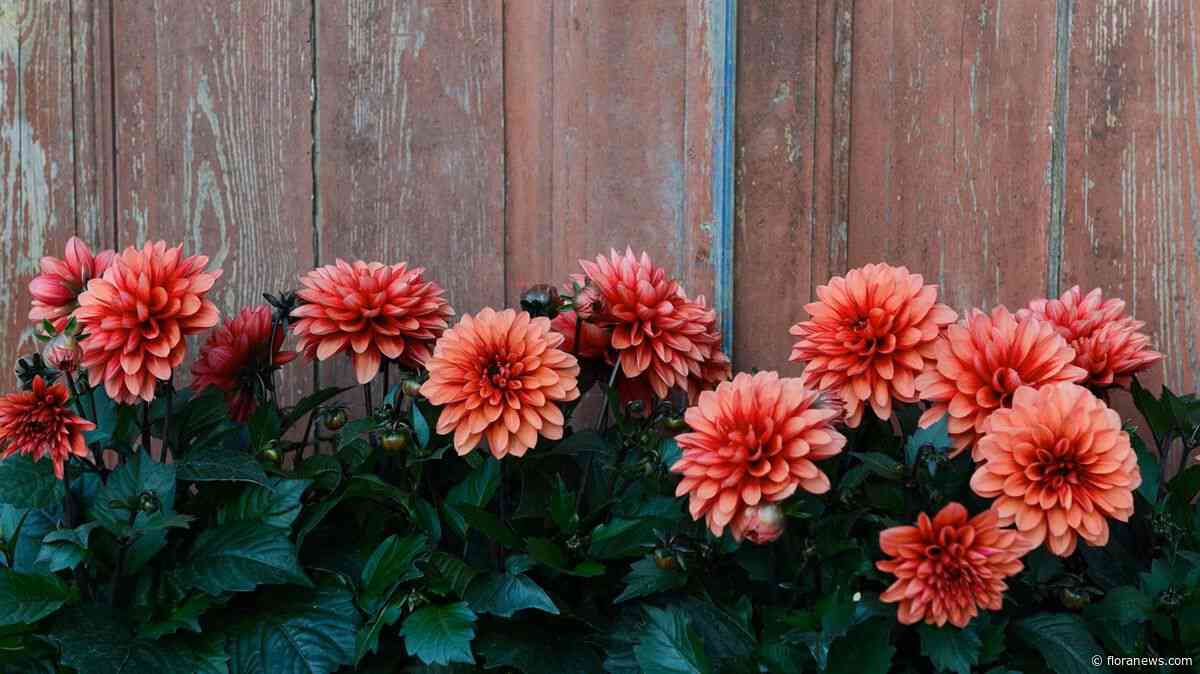 LaBella Dahlia Grande Chocolate Apricot uitgeroepen tot Victoriadahlia van het Jaar
