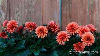 LaBella Dahlia Grande Chocolate Apricot uitgeroepen tot Victoriadahlia van het Jaar