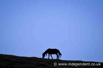 Dartmoor ponies saved from culling risk after fears of extinction