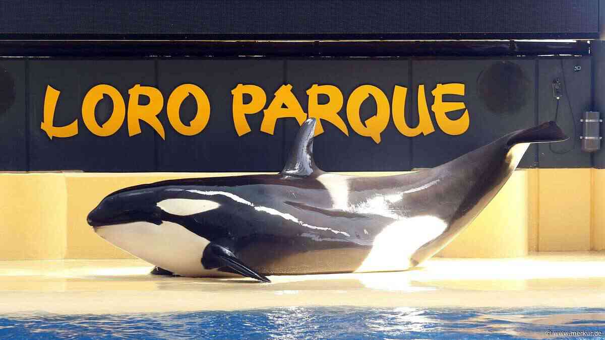 „Moralische Verantwortungslosigkeit“ - Aufschrei um Orca-Deal für umstrittenen Zoo auf Teneriffa