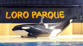 „Moralische Verantwortungslosigkeit“ - Aufschrei um Orca-Deal für umstrittenen Zoo auf Teneriffa