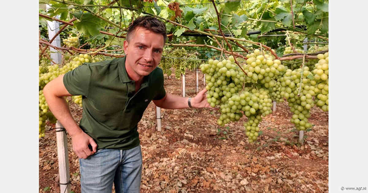 "Steeds meer vraag naar luxere druivenvariëteiten"