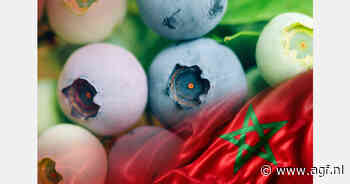 Seminarie Blueberries Consulting, Tanger, 16 september 2026