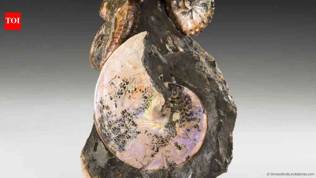 An ancient sea once divided North America from north to south; 70-million-year-old creatures from its waters still shimmer like gemstones