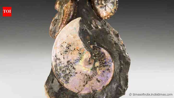 An ancient sea once divided North America from north to south; 70-million-year-old creatures from its waters still shimmer like gemstones